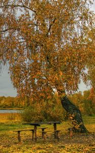 Preview wallpaper river, autumn, trees, tables, benches