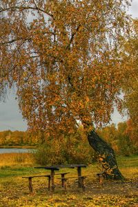 Preview wallpaper river, autumn, trees, tables, benches