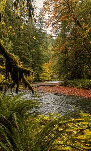 Preview wallpaper river, branches, fern, trees