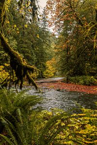 Preview wallpaper river, branches, fern, trees