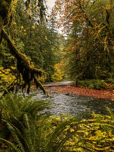 Preview wallpaper river, branches, fern, trees