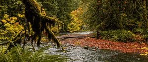 Preview wallpaper river, branches, fern, trees