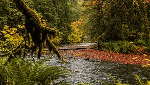 Preview wallpaper river, branches, fern, trees