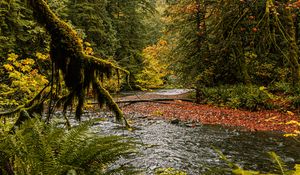 Preview wallpaper river, branches, fern, trees