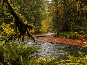 Preview wallpaper river, branches, fern, trees