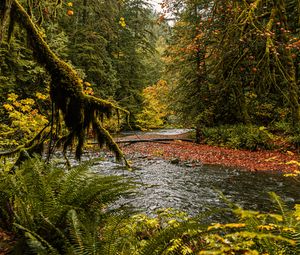 Preview wallpaper river, branches, fern, trees