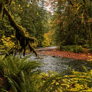 Preview wallpaper river, branches, fern, trees