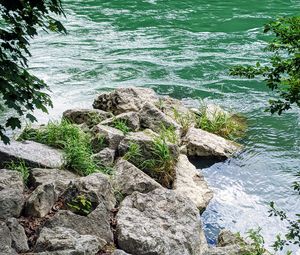Preview wallpaper river, branches, stones, grass, waves