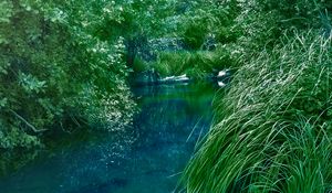 Preview wallpaper river, bushes, grass, nature