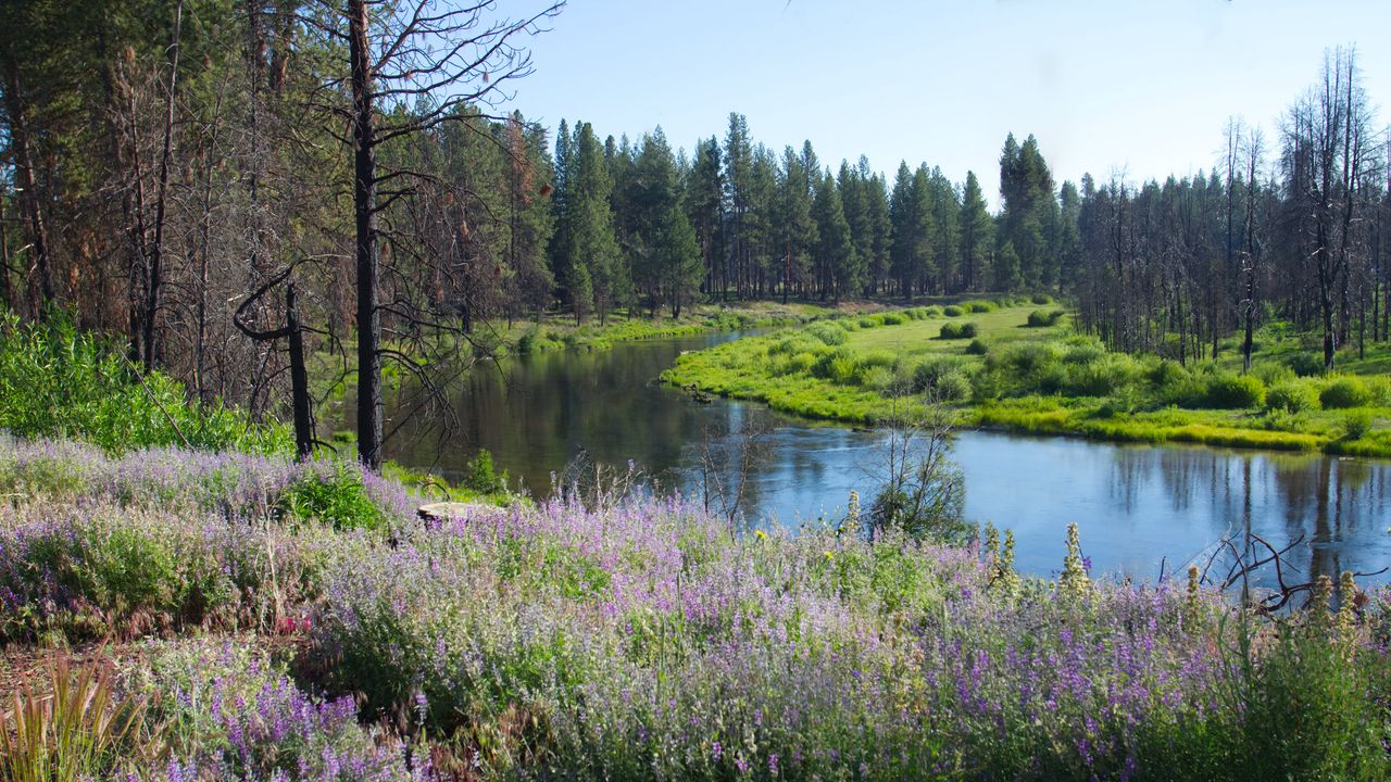 Wallpaper river, coast, flowers, trees, summer