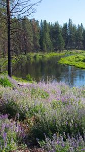 Preview wallpaper river, coast, flowers, trees, summer