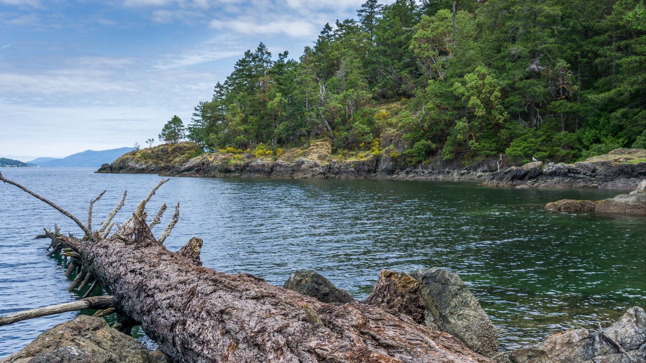 Wallpaper river, coast, trees, rocks, nature
