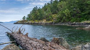 Preview wallpaper river, coast, trees, rocks, nature