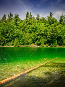 Preview wallpaper river, coast, trees, nature, landscape, green