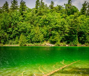 Preview wallpaper river, coast, trees, nature, landscape, green