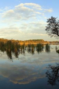 Preview wallpaper river, coast, trees, reflection, day