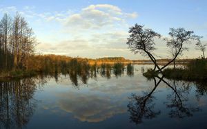 Preview wallpaper river, coast, trees, reflection, day