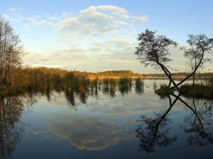 Preview wallpaper river, coast, trees, reflection, day