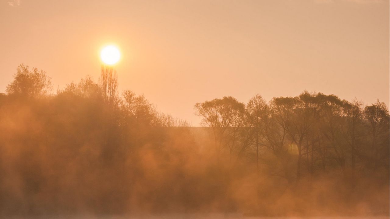 Wallpaper river, duck, trees, fog, sunrise