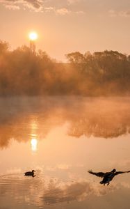 Preview wallpaper river, duck, trees, fog, sunrise