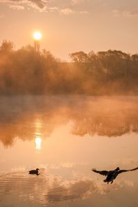 Preview wallpaper river, duck, trees, fog, sunrise