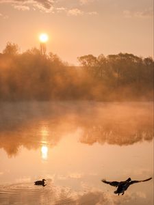 Preview wallpaper river, duck, trees, fog, sunrise