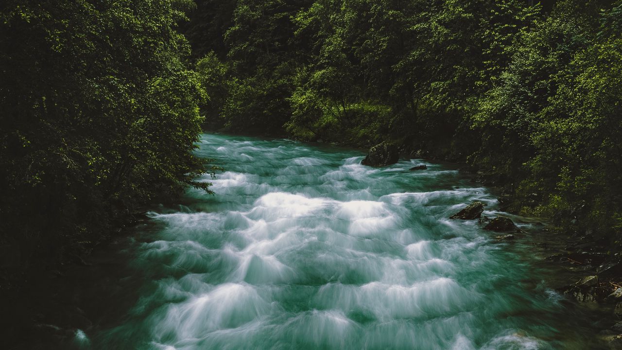 Wallpaper river, flow, forest, trees