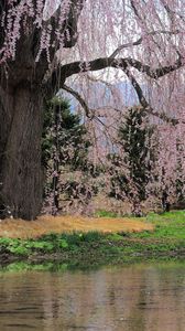 Preview wallpaper river, flowers, trees, branch