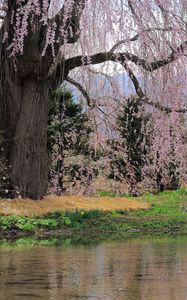 Preview wallpaper river, flowers, trees, branch