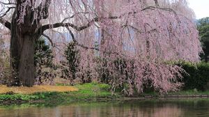 Preview wallpaper river, flowers, trees, branch