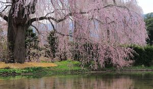 Preview wallpaper river, flowers, trees, branch