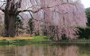 Preview wallpaper river, flowers, trees, branch