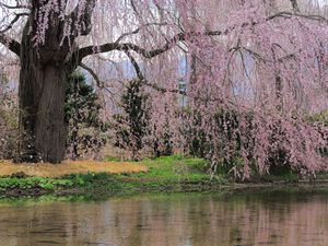 Preview wallpaper river, flowers, trees, branch