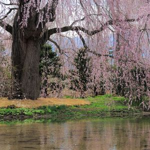 Preview wallpaper river, flowers, trees, branch