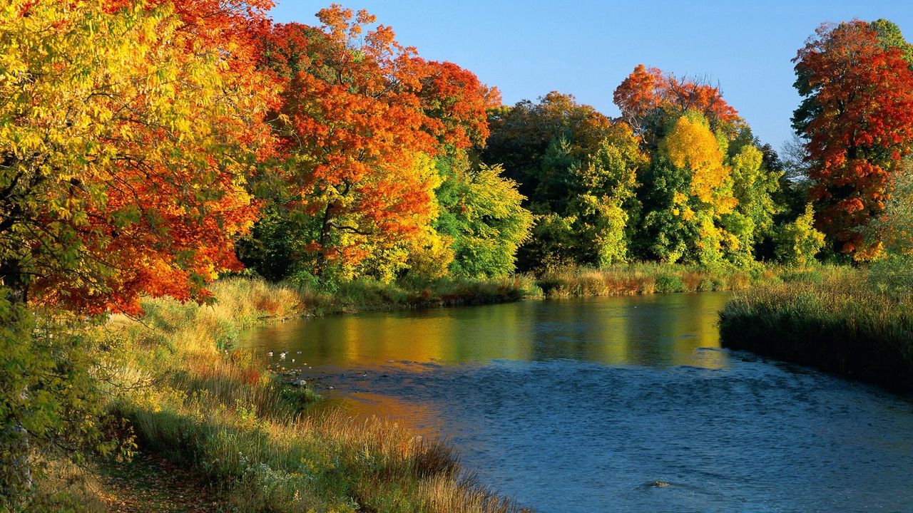 Wallpaper river, flowing, trees, autumn