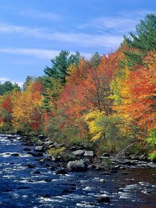 Preview wallpaper river, flowing, trees, autumn