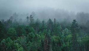 Preview wallpaper river, fog, forest, trees, stone