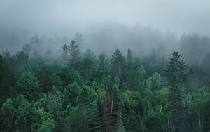 Preview wallpaper river, fog, forest, trees, stone
