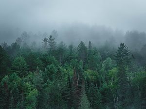 Preview wallpaper river, fog, forest, trees, stone