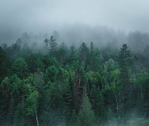 Preview wallpaper river, fog, forest, trees, stone