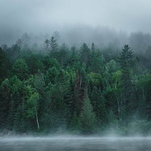 Preview wallpaper river, fog, forest, trees, stone