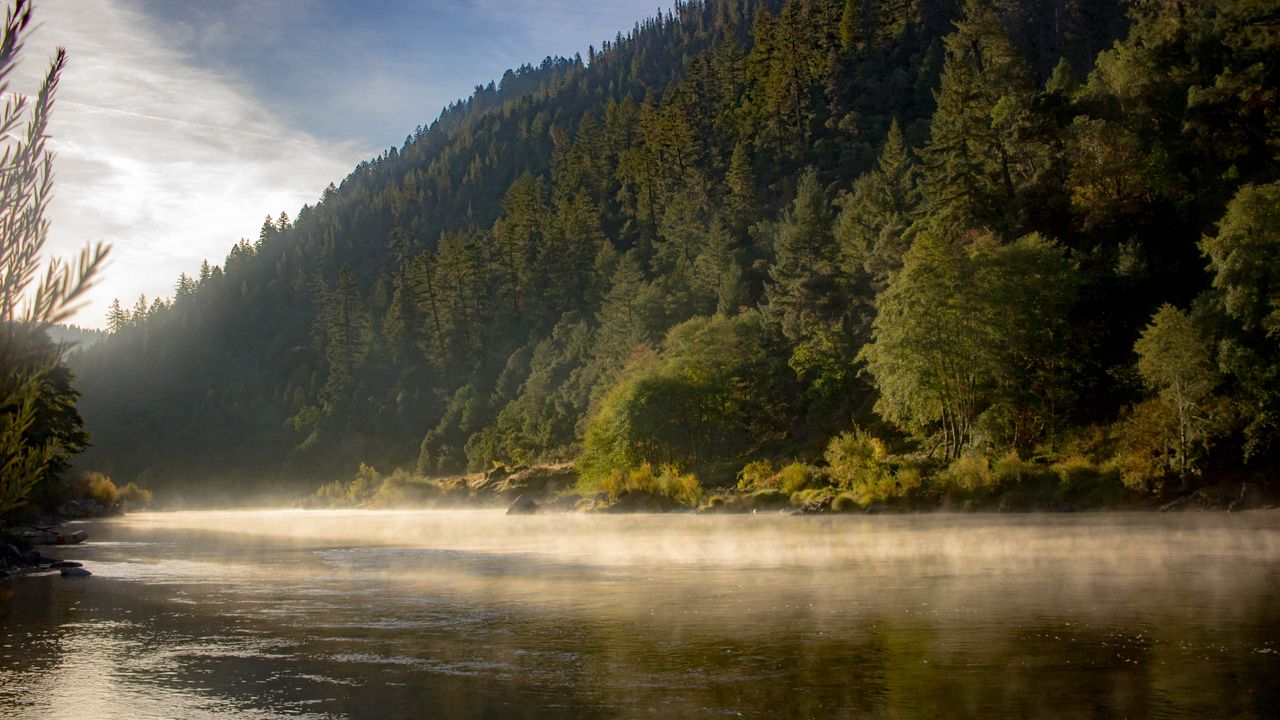 Wallpaper river, fog, forest, trees