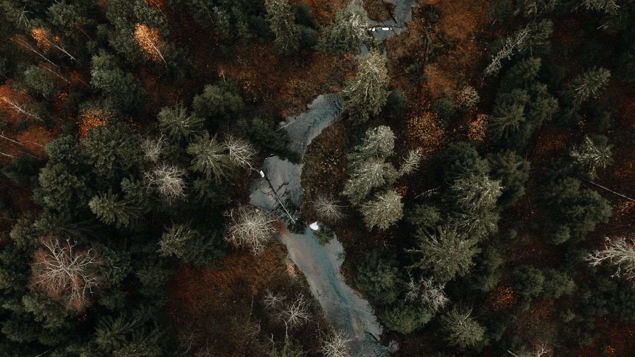 Wallpaper river, forest, aerial view, trees, autumn