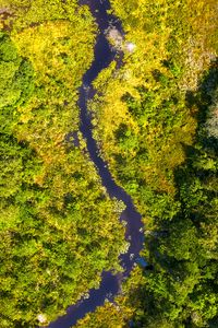 Preview wallpaper river, forest, aerial view, trees, bushes