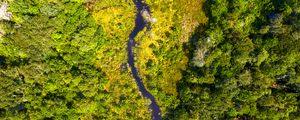 Preview wallpaper river, forest, aerial view, trees, bushes