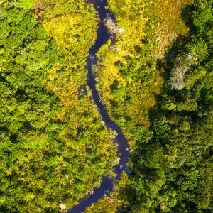 Preview wallpaper river, forest, aerial view, trees, bushes