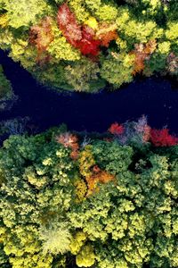 Preview wallpaper river, forest, autumn, landscape, nature, aerial view