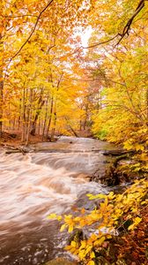 Preview wallpaper river, forest, autumn, trees, yellow