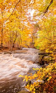 Preview wallpaper river, forest, autumn, trees, yellow