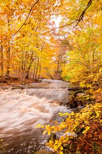 Preview wallpaper river, forest, autumn, trees, yellow